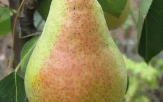 Бере Десятова