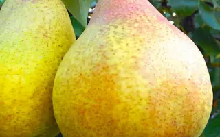 Бере киевская / Бере київська