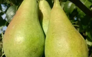 Вежа мускатна