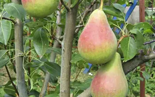 Виктория / Вікторія