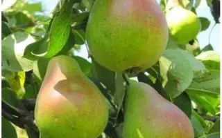 Зеленка мліївська