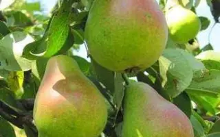 Зимняя млиевская / Зимова мліївська