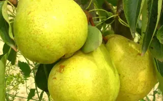 Золотовороцкая / Золотоворітська