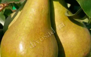 ИС 2-10 / ІС 2-10