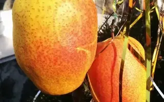 Китайський ліхтарик