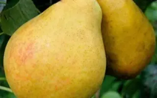 Корсунская / Корсунська