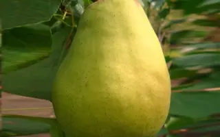 Крупноплидна / Крупноплідна