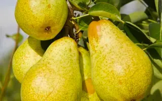 Легенда Карпат