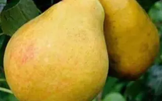 Львівський сувенір