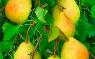 Новинка мліївська