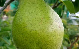 Noiabrska Moldavii / Ноябрська Молдавії