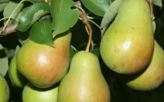 Роксалана / Роксолана