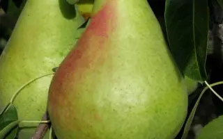 Смэричка / Смерічка