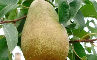 Стрийская / Стрійська