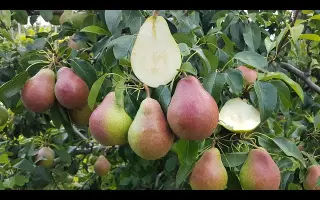 Любимица клаппа / Улюблена Клаппа