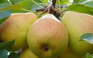 Уманська ювілейна