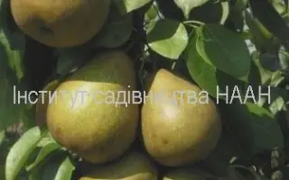 Черемшина