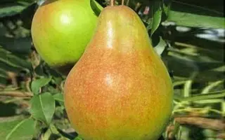 Яблунивска / Яблунівська