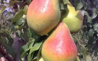 Yablunivska 1.1 / Яблунівська 1.1