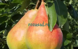 Бере прекос Мореттини / Бере прекос Мореттіні