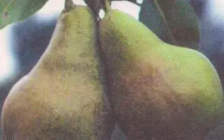Буковинка