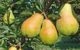 Вильямс / Вільямс