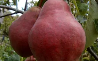 Вильямс Руж Дельбара / Вільямс Руж Дельбара