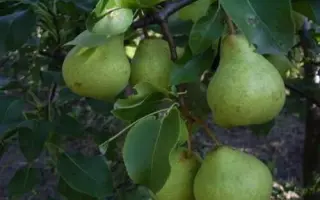 Деканка зимняя / Деканка зимова