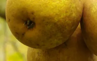 Деканка краснокутская / Деканка краснокутська