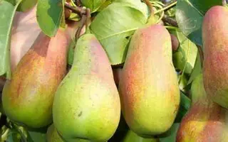 Звенячинская / Звеняченська