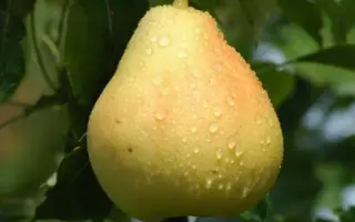 Катюша