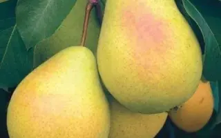 Млеевская ранняя / Мліївська рання