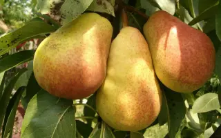 Осень Буковины / Осінь Буковини