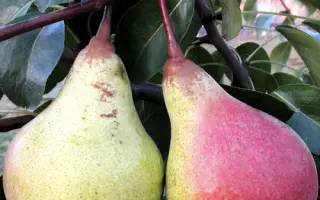 Основянская / Основ'янська