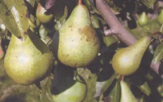 Приднестрянка / Придністрянка