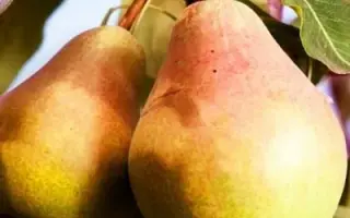 Сладкая из Млеева / Солодка з Млієва