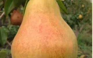 Сторожинецкая / Сторожинецька