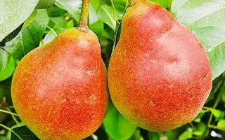 Любимица осенняя / Улюблена осіння