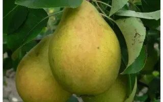 Чернивчанка / Чернівчанка