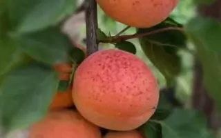 Bergeron 1 / Бержерон 1