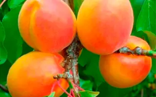 Wonder Cot 1 / Вондер Кот 1