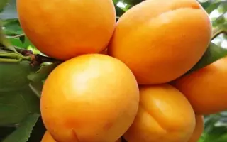 Goldrich / Голдріч