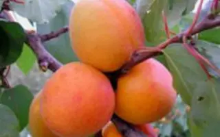 Мелитопольский ранний / Мелітопольський ранній