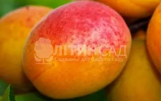 Perla 1 / Перла 1