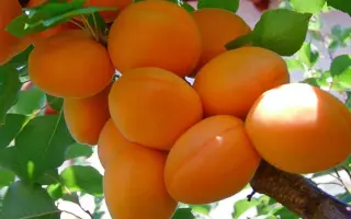 Полесский крупноплидный / Поліський крупноплідний