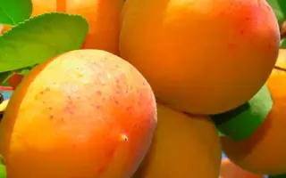 Тащенакський