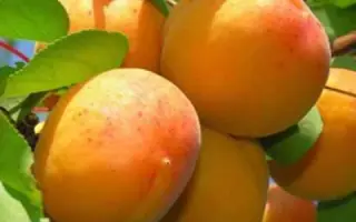 Мелытопольський 12908 / Мелітопольський 12908