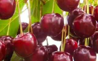 Встреча / Встрєча