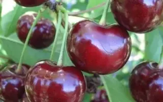 Жадана