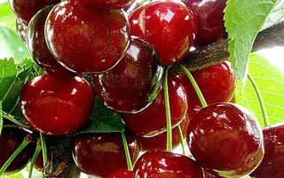 Игрушка / Ігрушка